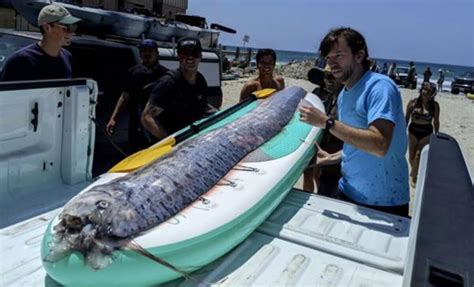 Rare 'Doomsday' Oarfish Surfaces in California, Just the 20th .